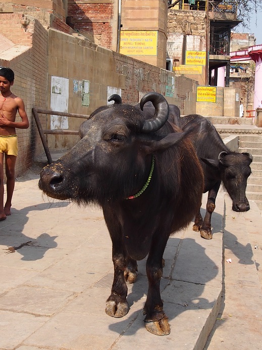 Buffles Varanasi  